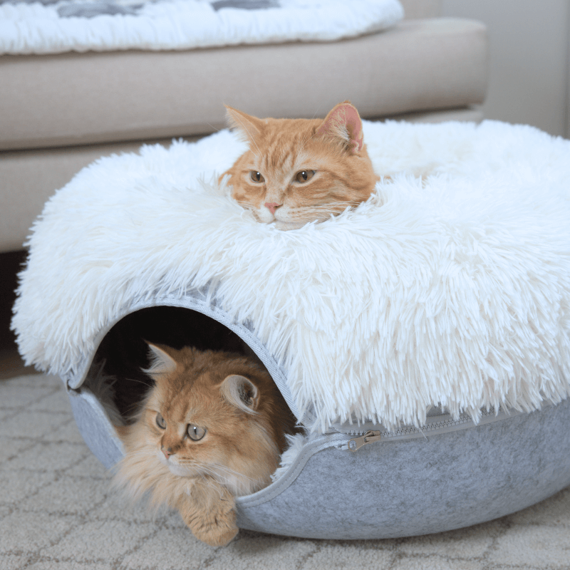 Cattasaurus™ Calming Donut - BOGO Free